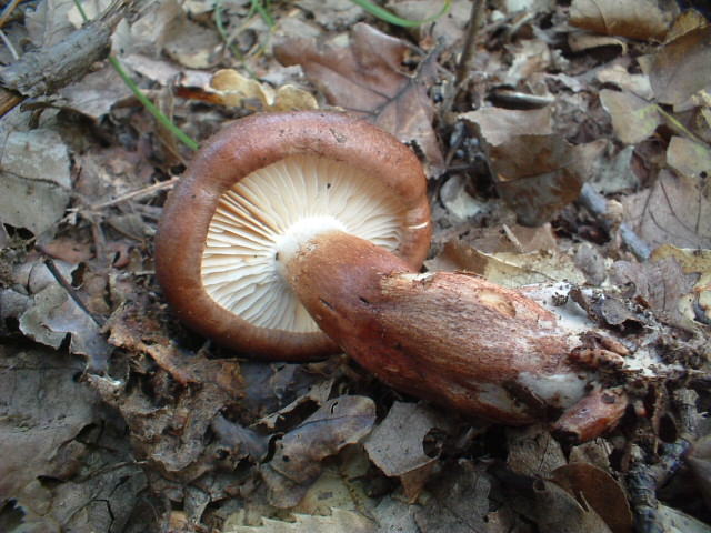 Tricholoma ustaloides